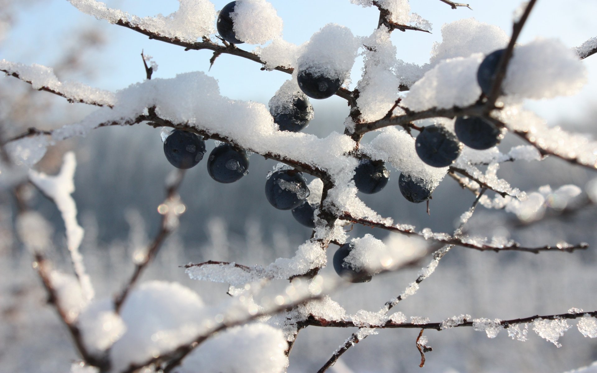 mirtilli bacche inverno brina rami neve bacche