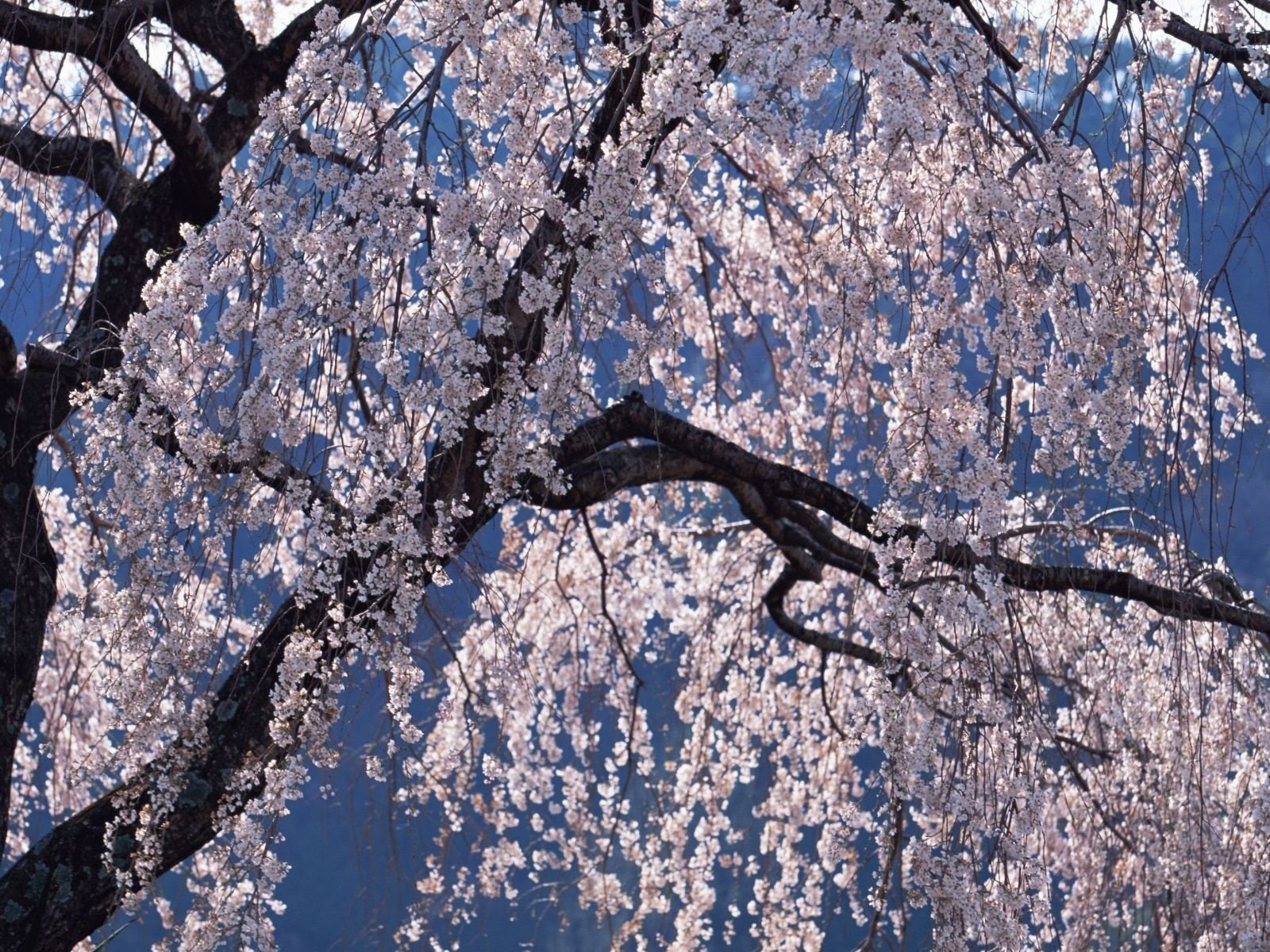 sólo color árbol sin hojas flores primavera