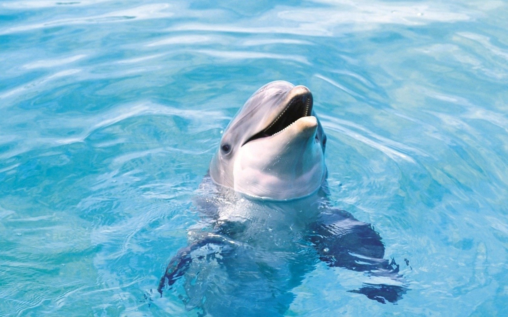 curiosidad delfín alegría disposición piscina agua aves acuáticas mundo submarino