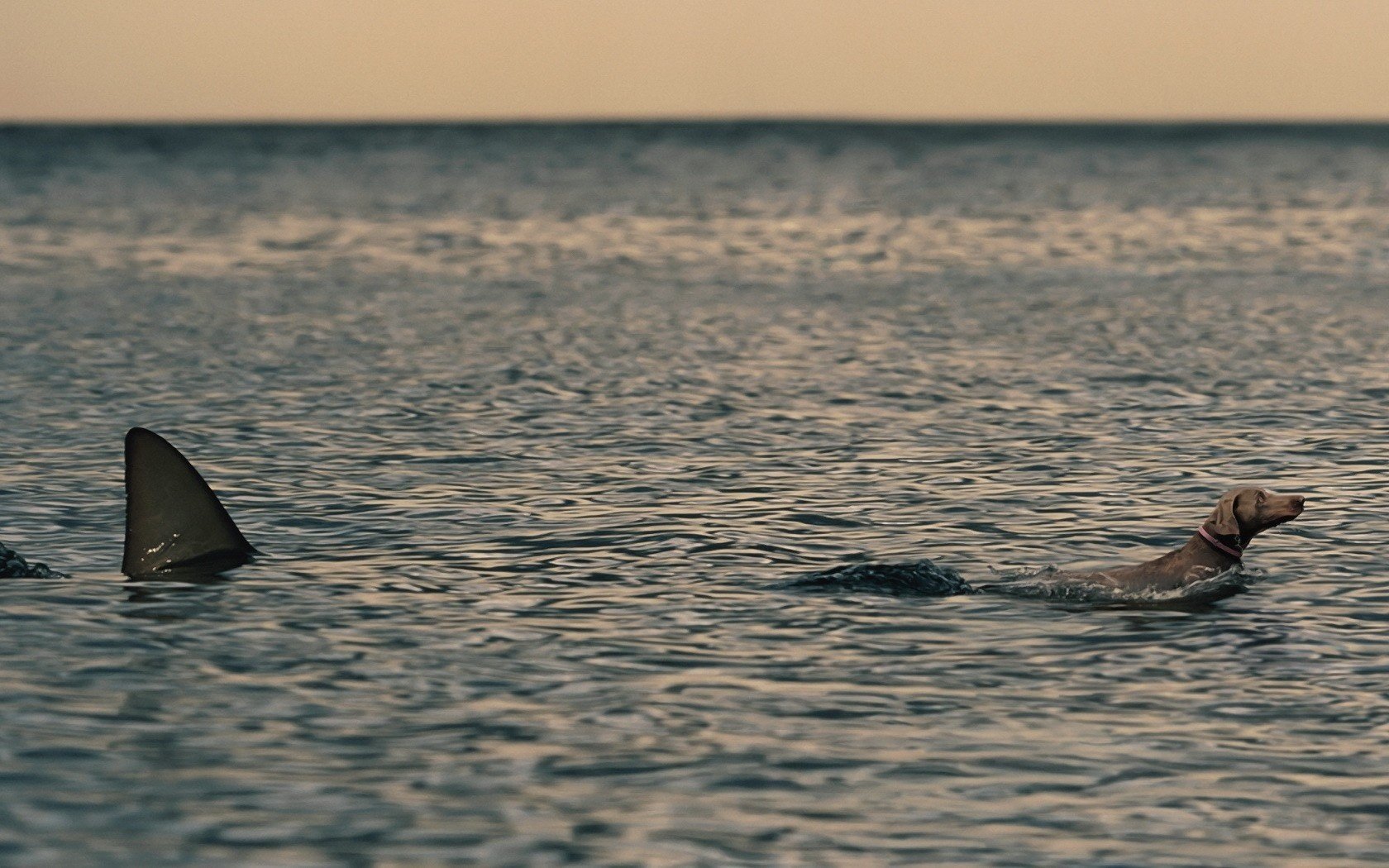 guau desayuno perro tiburón presa escape miedo agua mar depredador animales perros guau-guau-guau-guau