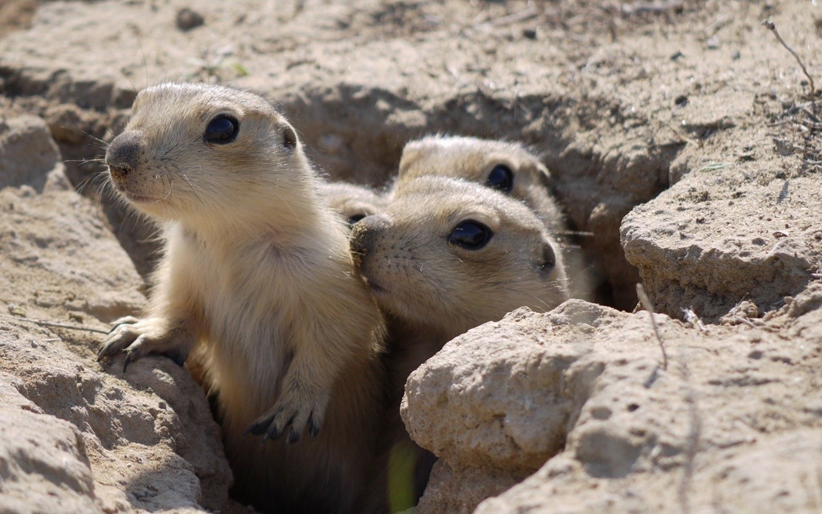 gophers three nora on the lookout look eye