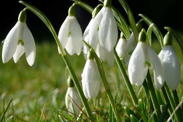 Les premiers perce-neige après l hiver