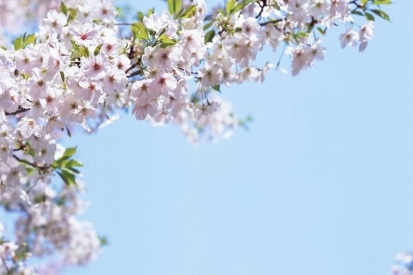 Flowers on a blue sky background