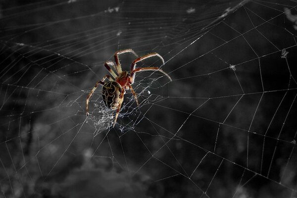 Spinnennetz auf Höhe der großen Spinne