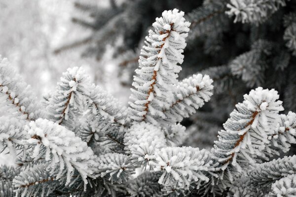 Nieve en ramas de abeto en el bosque