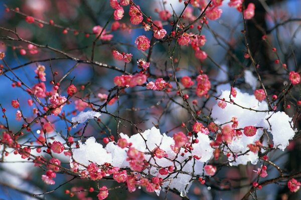 Śnieg na czerwonych kwiatach wczesną wiosną