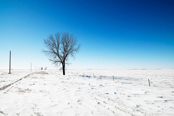 A lonely tree on a field in the snow