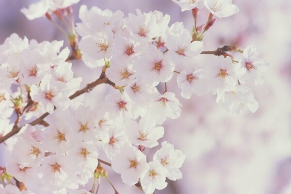 Grande branche de fleurs blanches