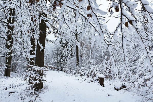 Snow-covered winter forest with snowdrifts