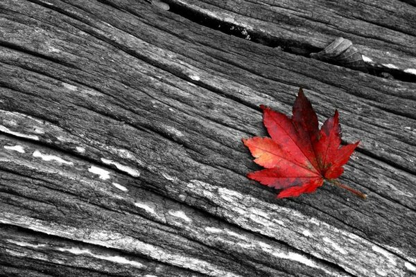 Feuille rouge sur bois gris