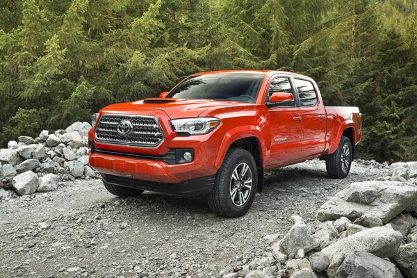 Red sport tayota on the road in the forest