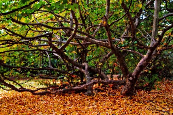 Autumn forest with branches and fallen leaves