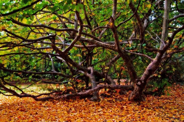 Foresta autunnale con rami e foglie cadute