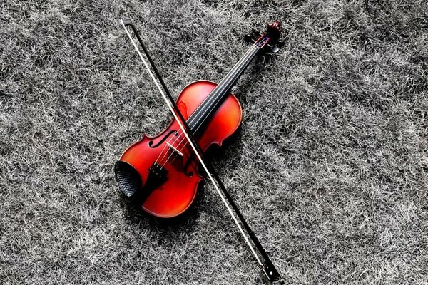 Violon rouge sur l herbe grise