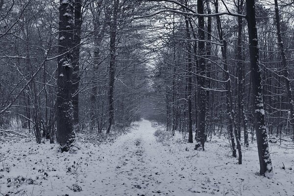 Winter forest road in the forest