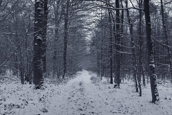 Zimowa leśna droga w lesie