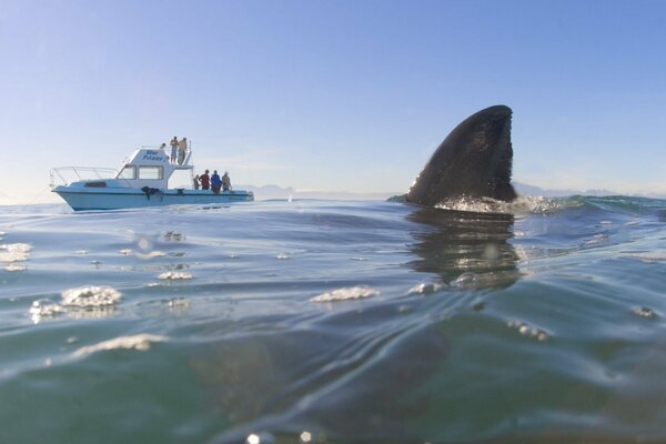 Das Wasser wimmelt von Haien Touristen ruhen sich auf einer Yacht aus