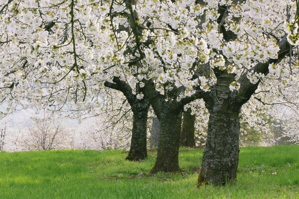 Troncs d arbres à fleurs sur l herbe verte