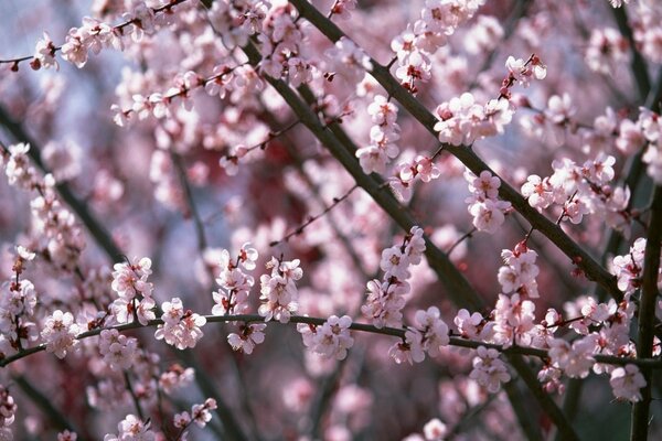 Rosa Blüten blühen auf Zweigen