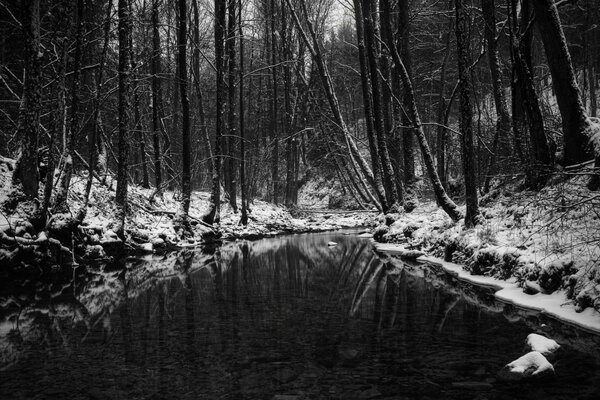 Schwarz-Weiß-Bild eines Flusses im Wald