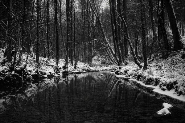 Черно белое изображение реки в лесу