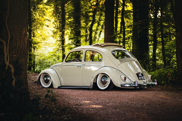 Beetle hatch on the roof against the background of nature