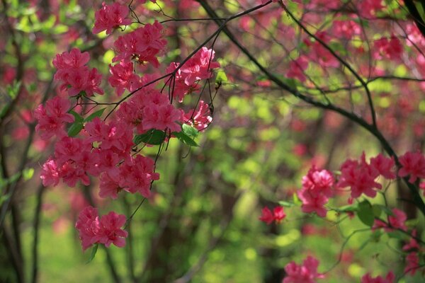 Grandes flores rojas en el bosque