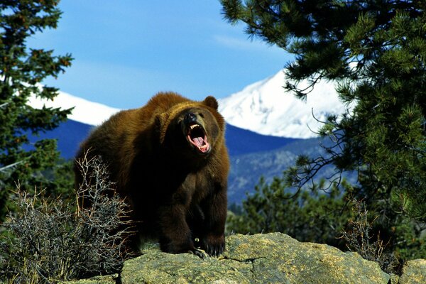 L orso minaccioso difende il suo territorio