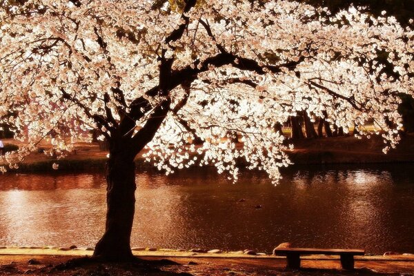 Kwitnące drzewo na brzegu rzeki