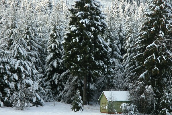 La casa del guardabosques en el bosque en invierno con nieve y abetos, bosque de cascabel