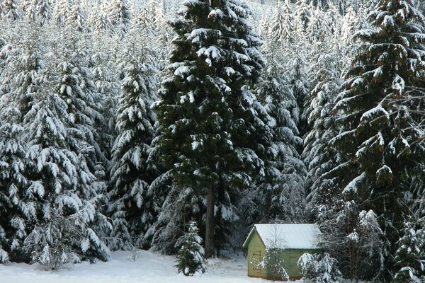 Casa del guardaboschi nella foresta in inverno con neve e abeti rossi, foresta di sonagli