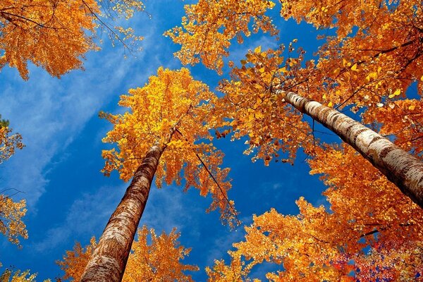 Alberi autunnali su uno sfondo di cielo limpido