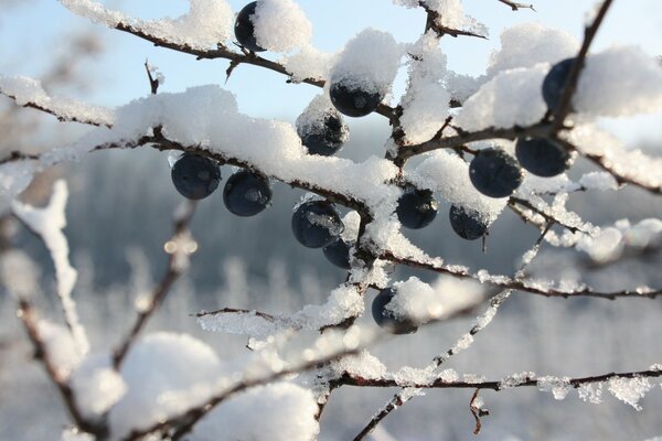 Anhaftender Schnee auf den Zweigen eines Beerenbaums