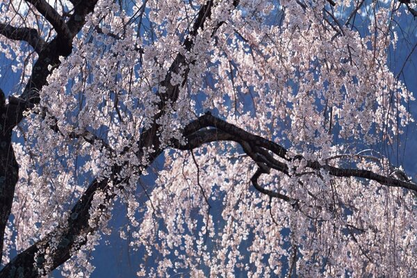 Albero primaverile senza foglie con fiori