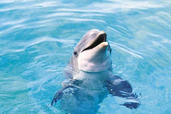 Curious dolphin swims in the pool