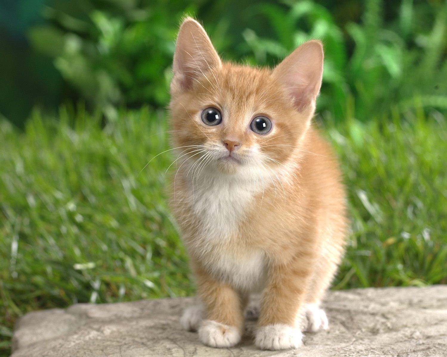 gattino gatto rosso erba