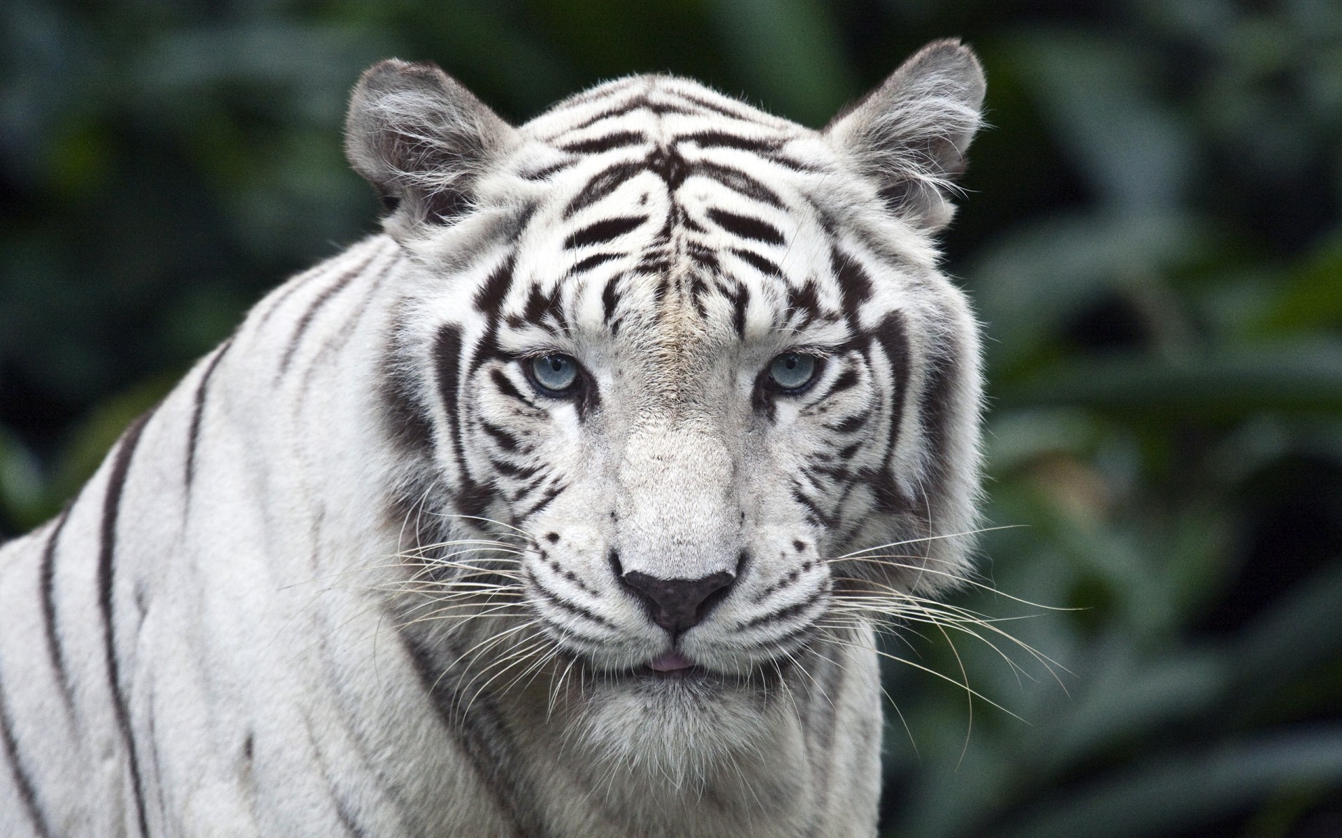 bianco tigre sguardo