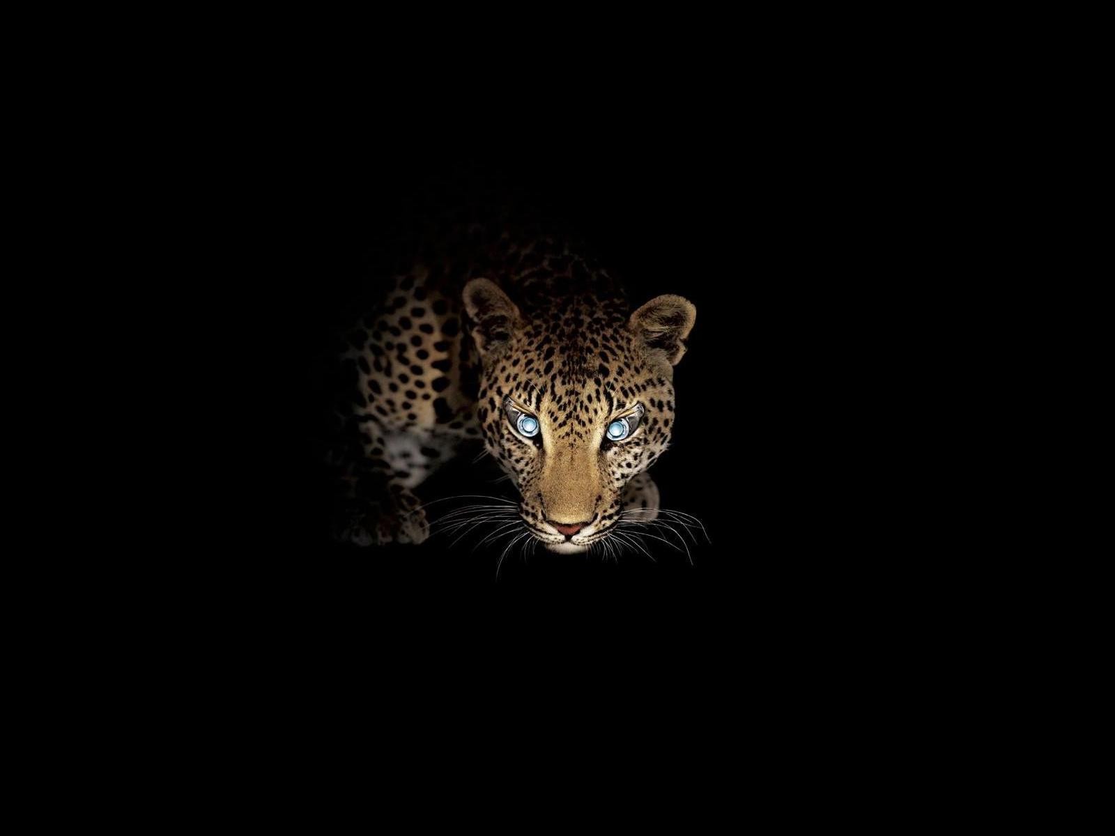 raubtier leopard nacht jagd blick