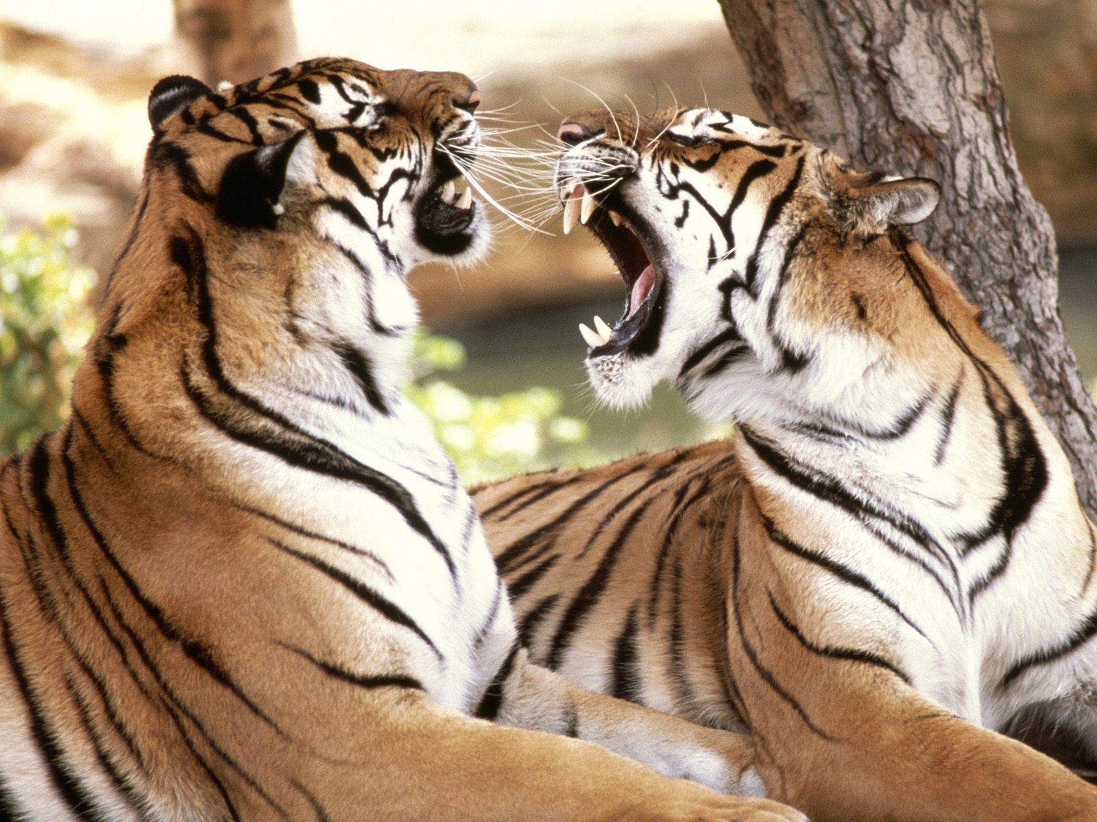 tigers feelings dispute talk