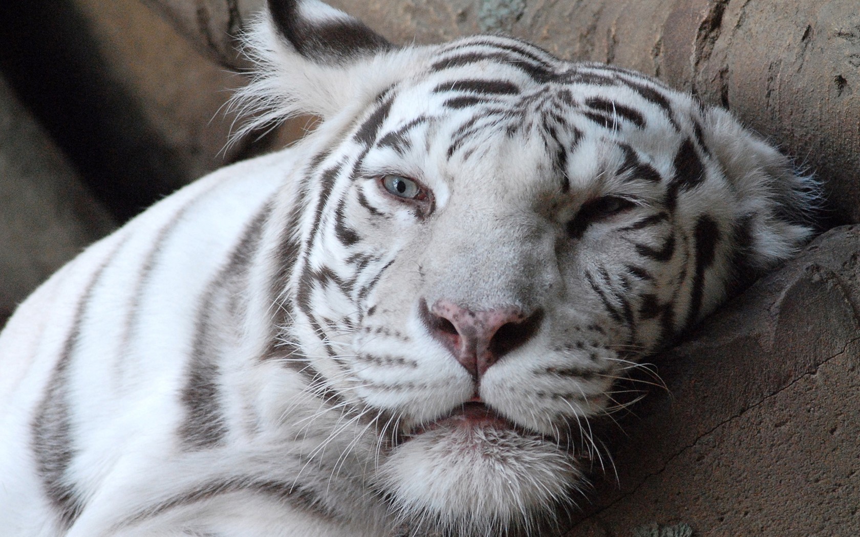 tigre bianca albino