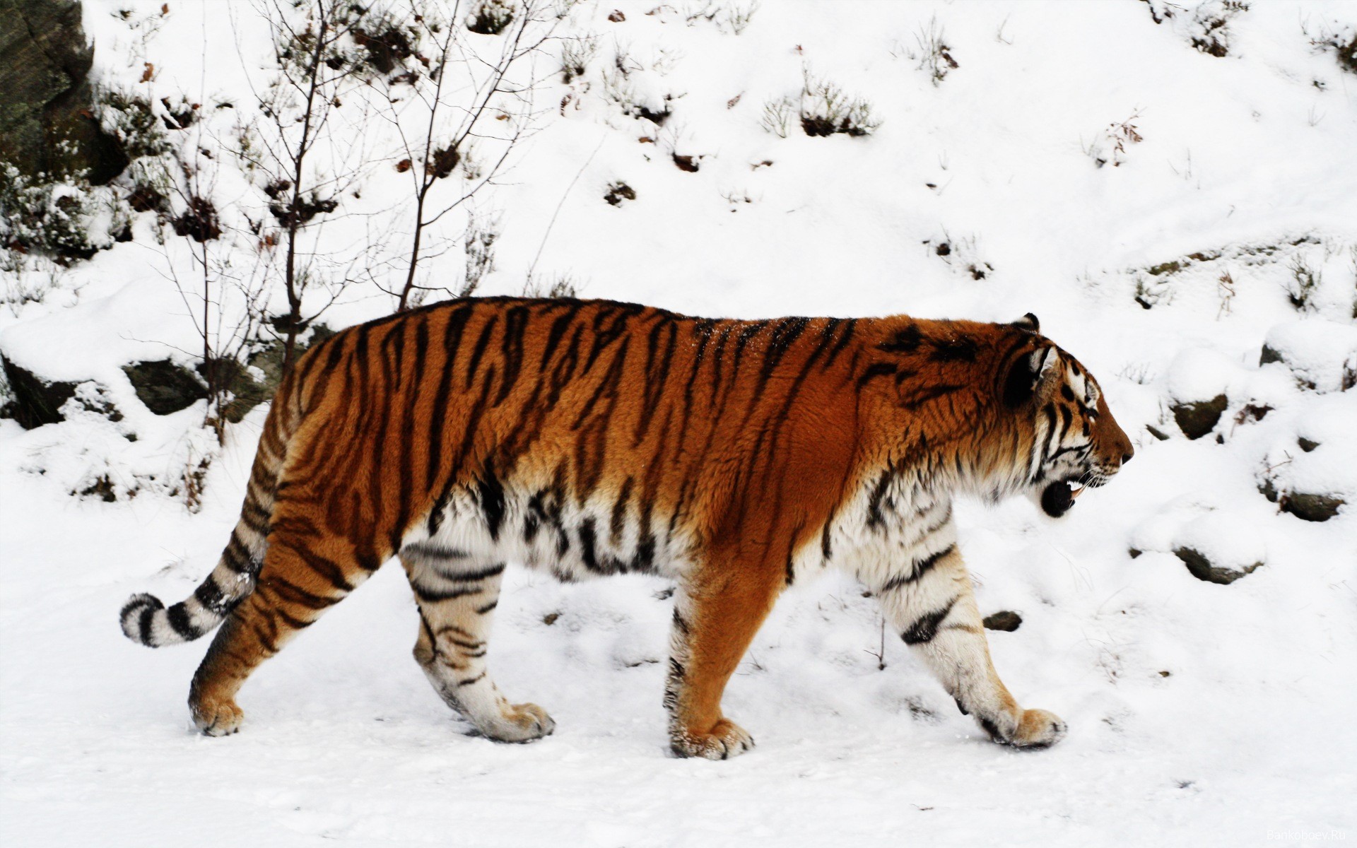 tiger schnee taiga winter