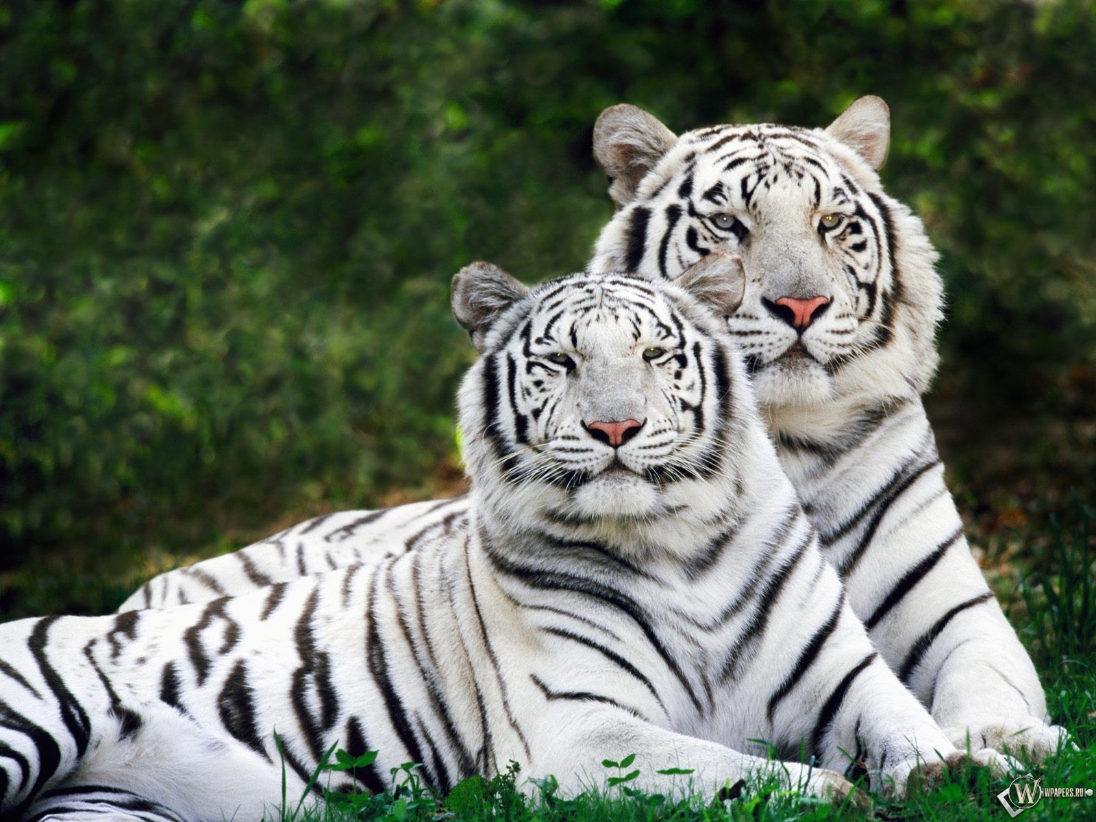 tigres dos pareja