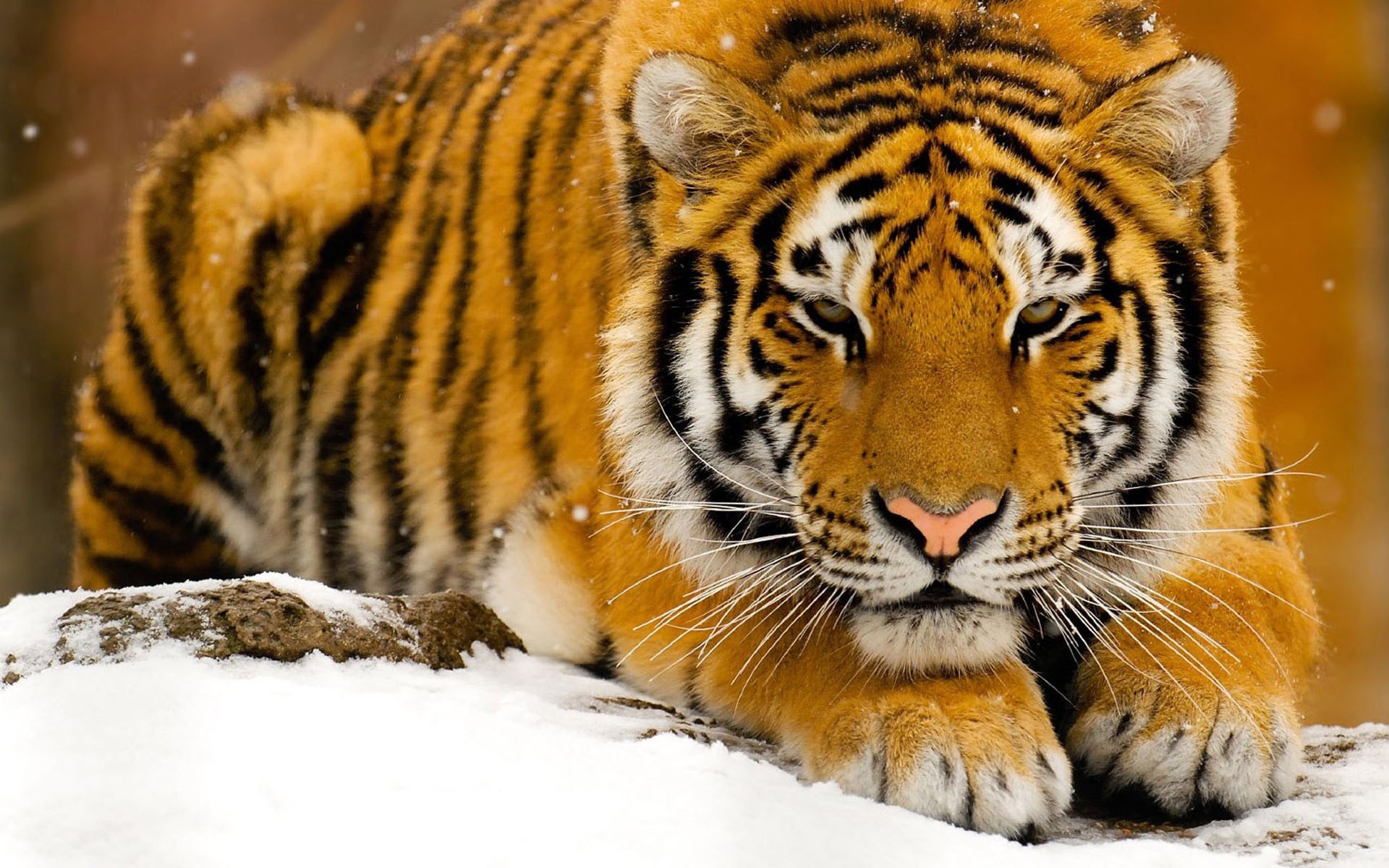 tiger snow view