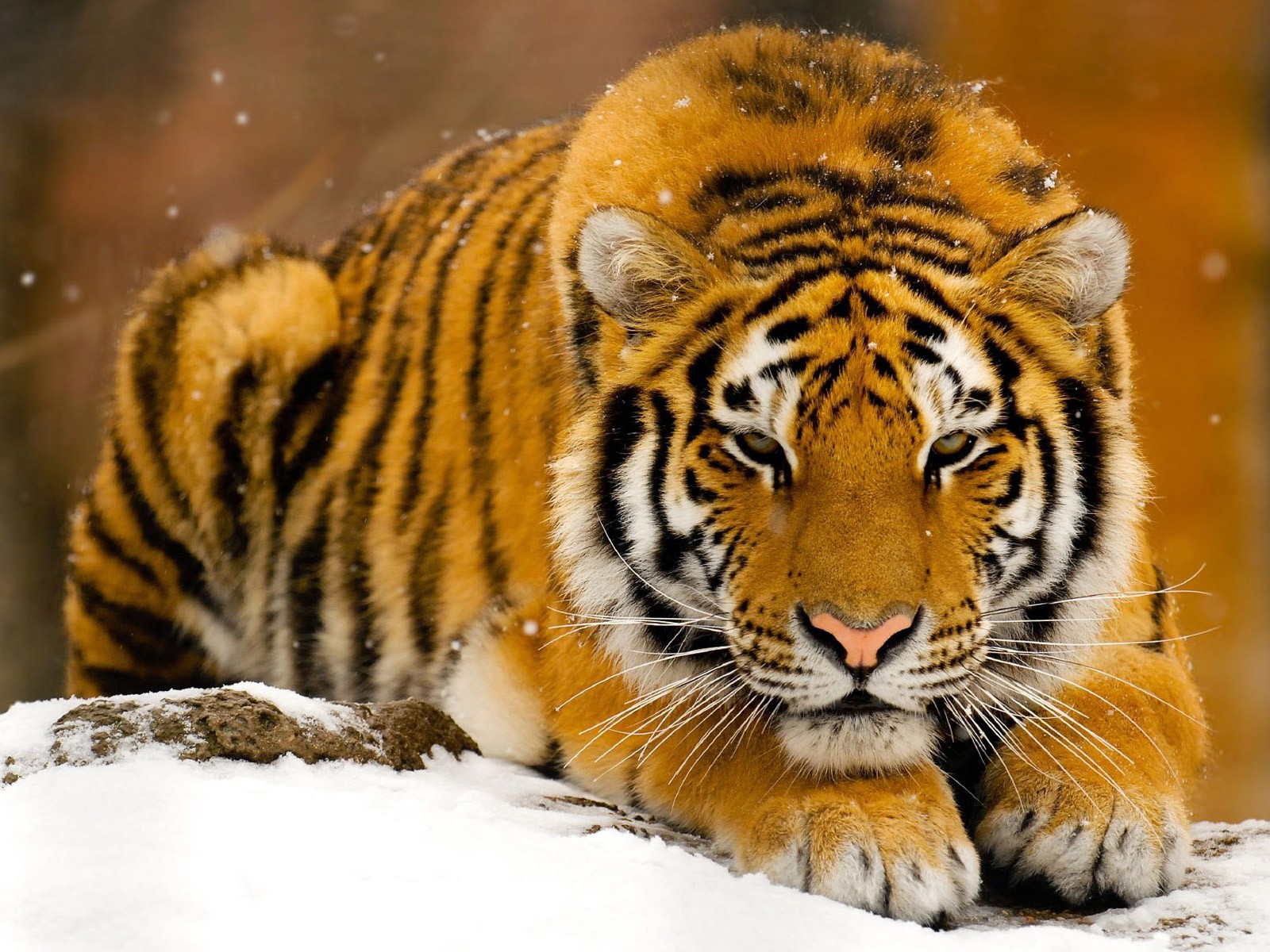 tigre nieve invierno bestia depredador pelirroja