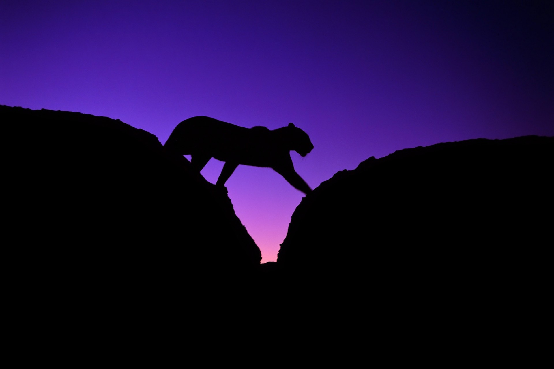 leopard stones silhouette