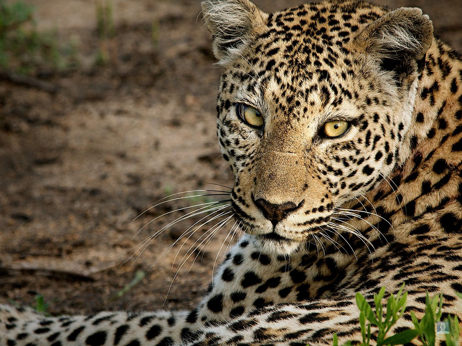 leopardo muso sguardo