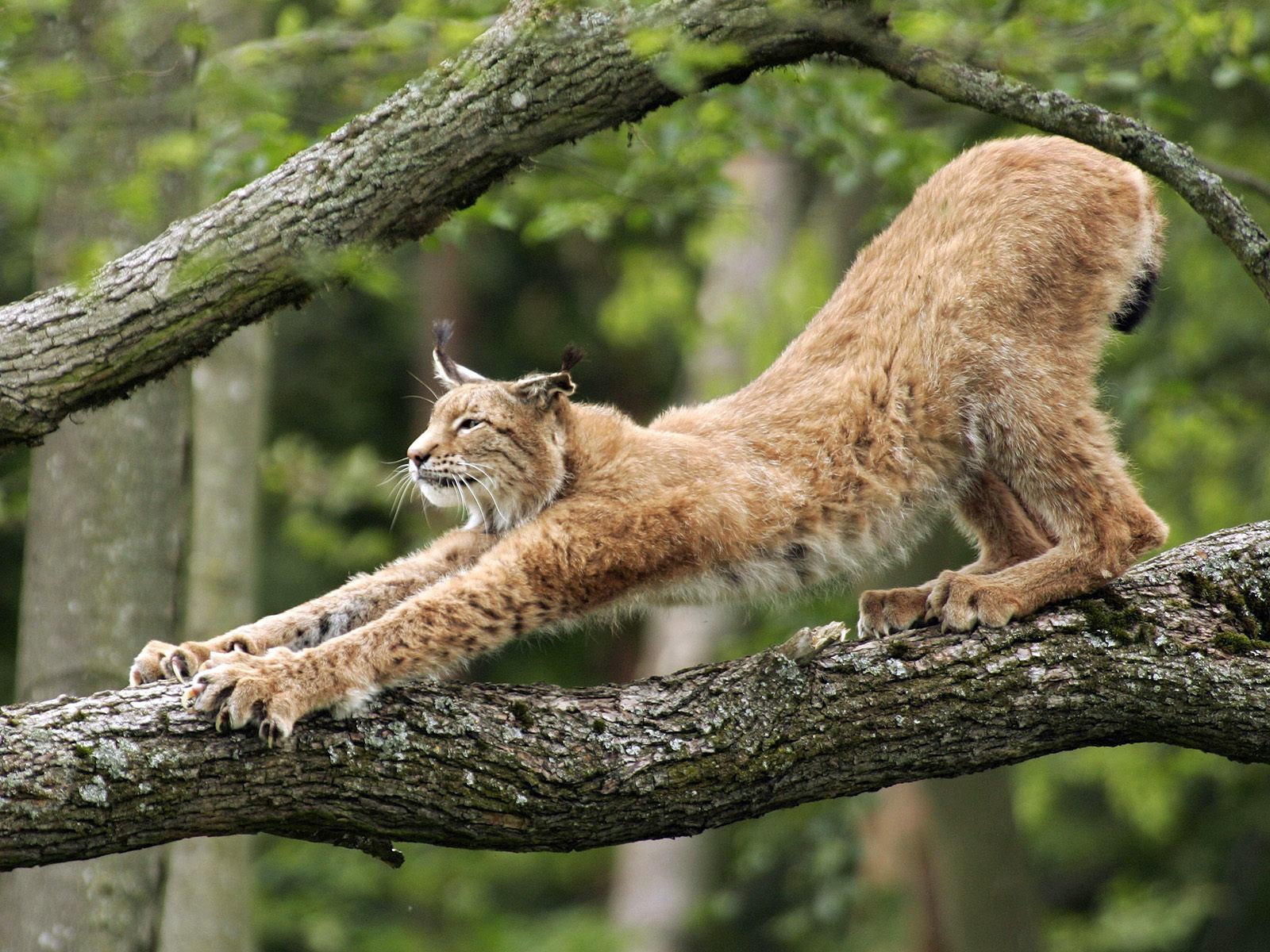 lynx tree claw