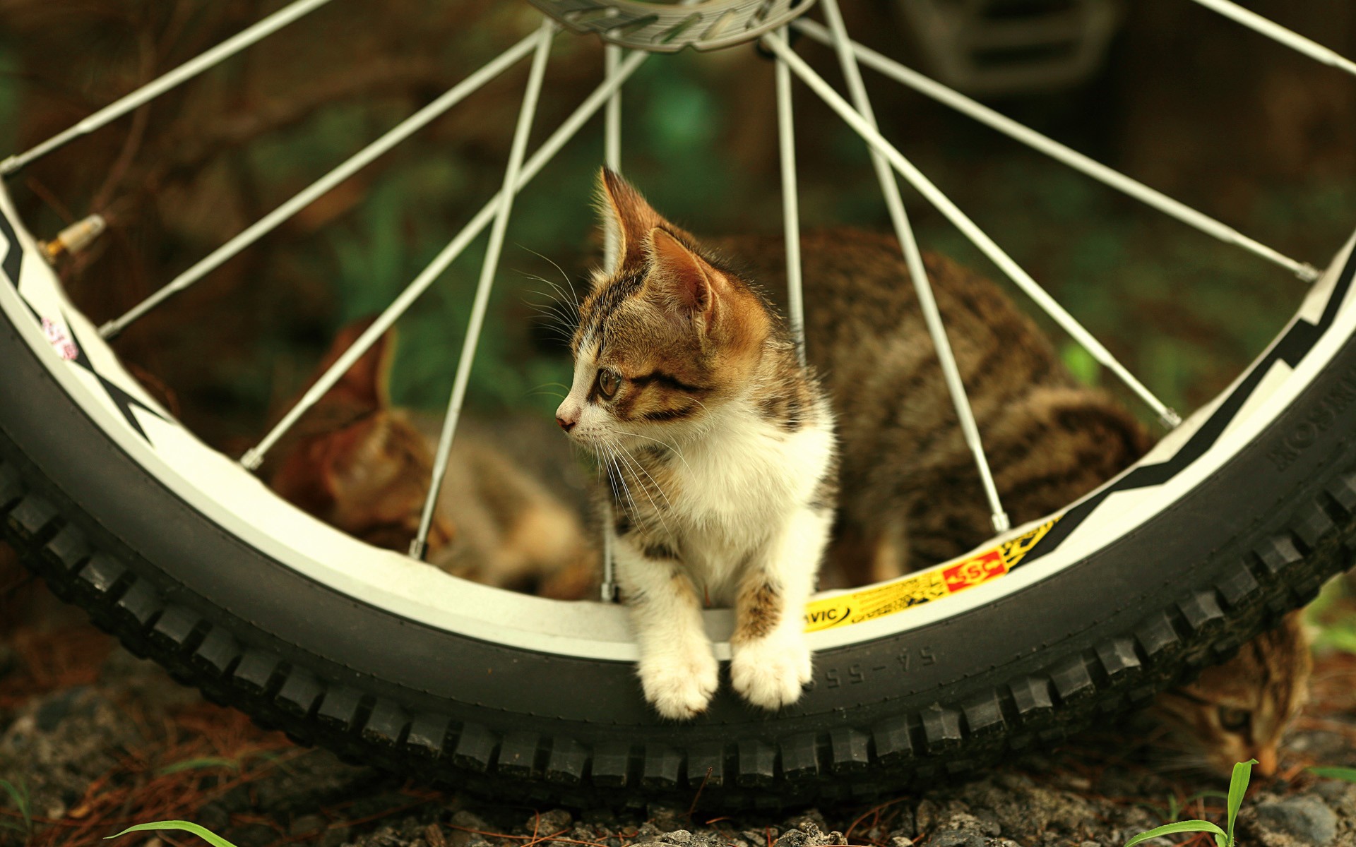 chaton roue regard rayons