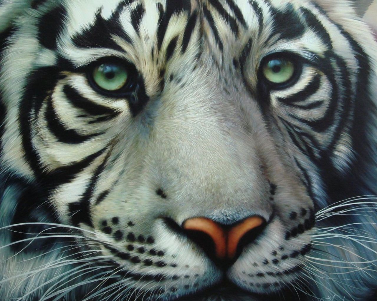 patrón tigre blanco mirada