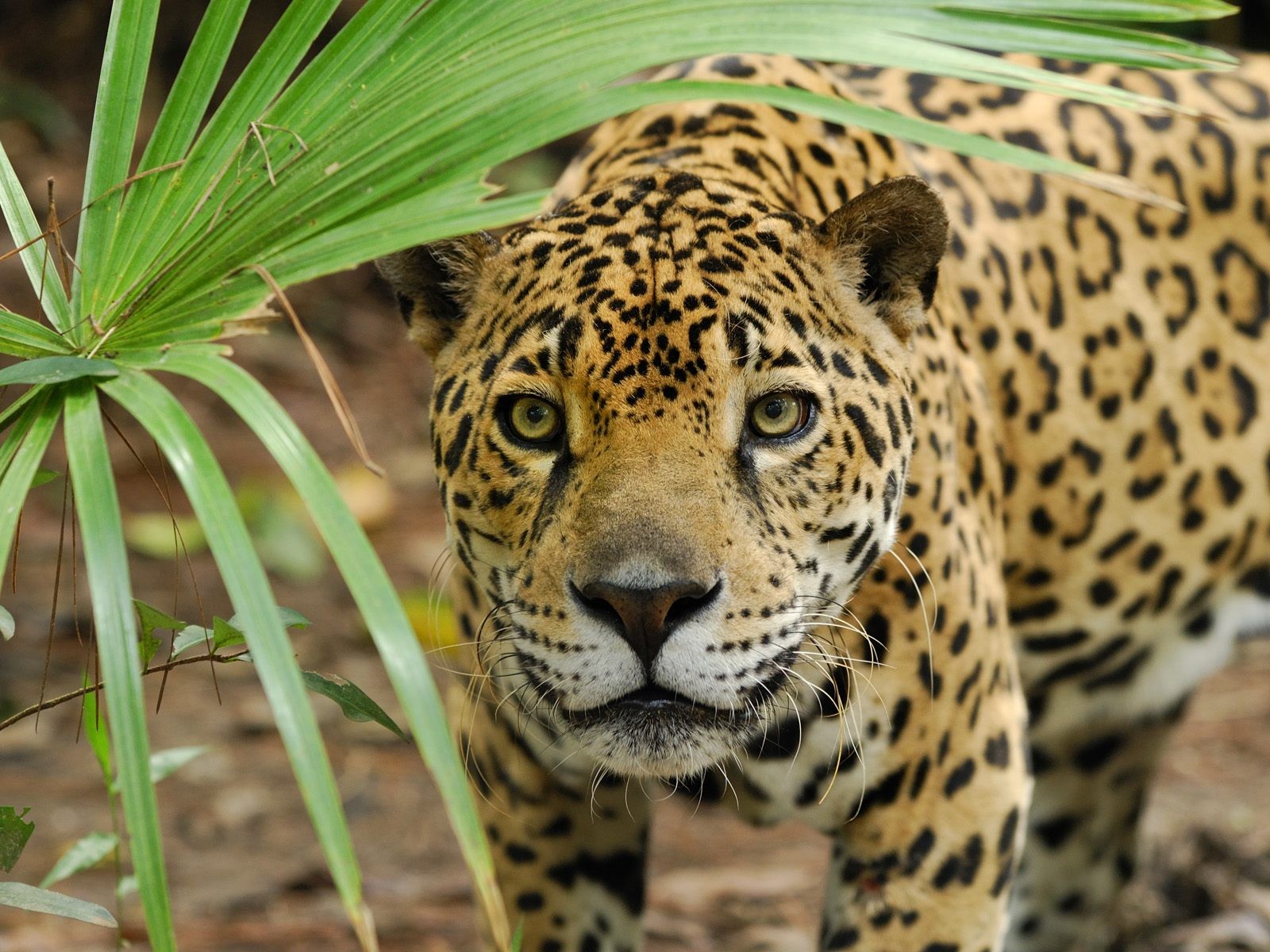 leopardo gato gato